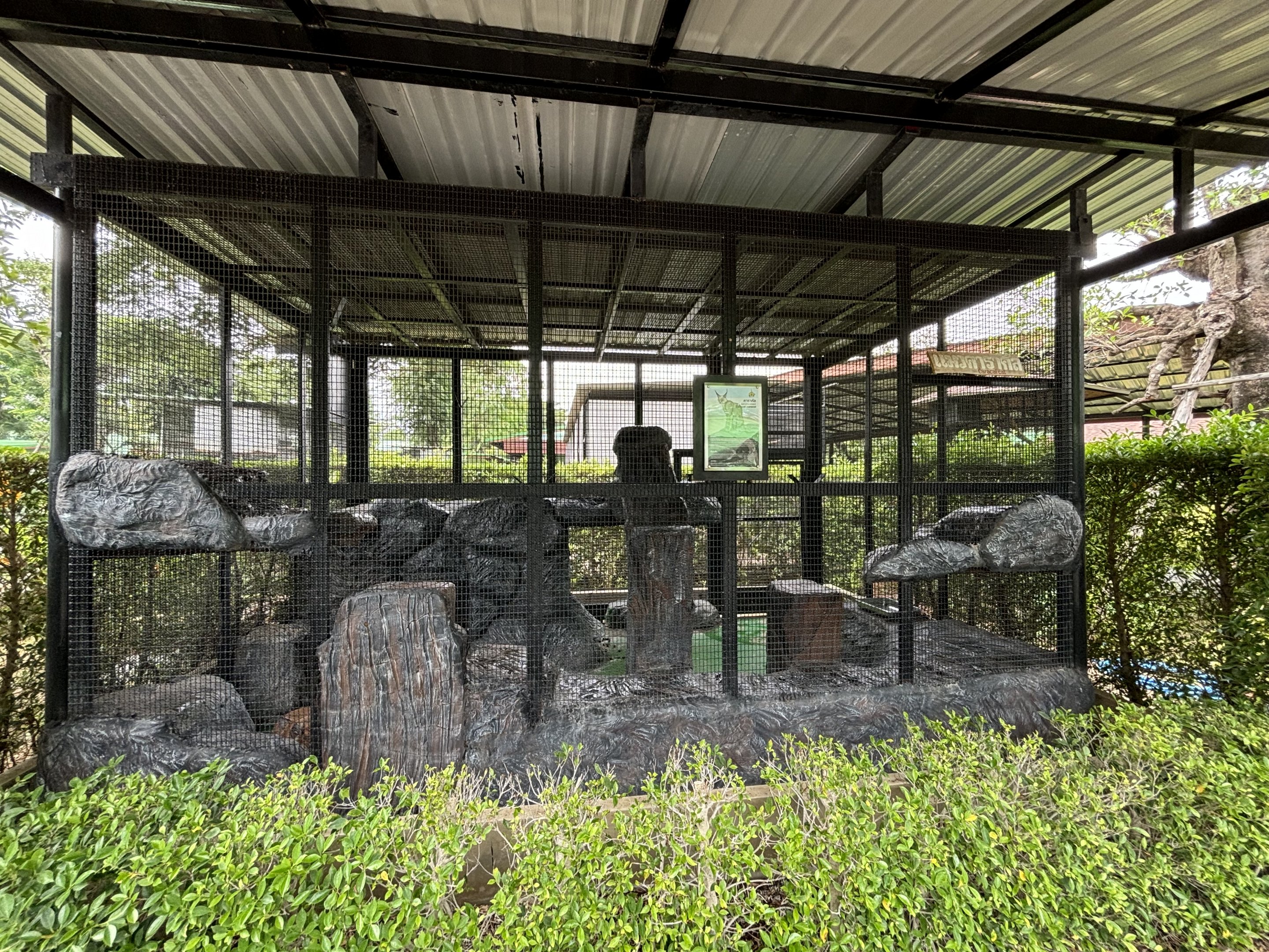 Caracal Exhibit - Lion Park