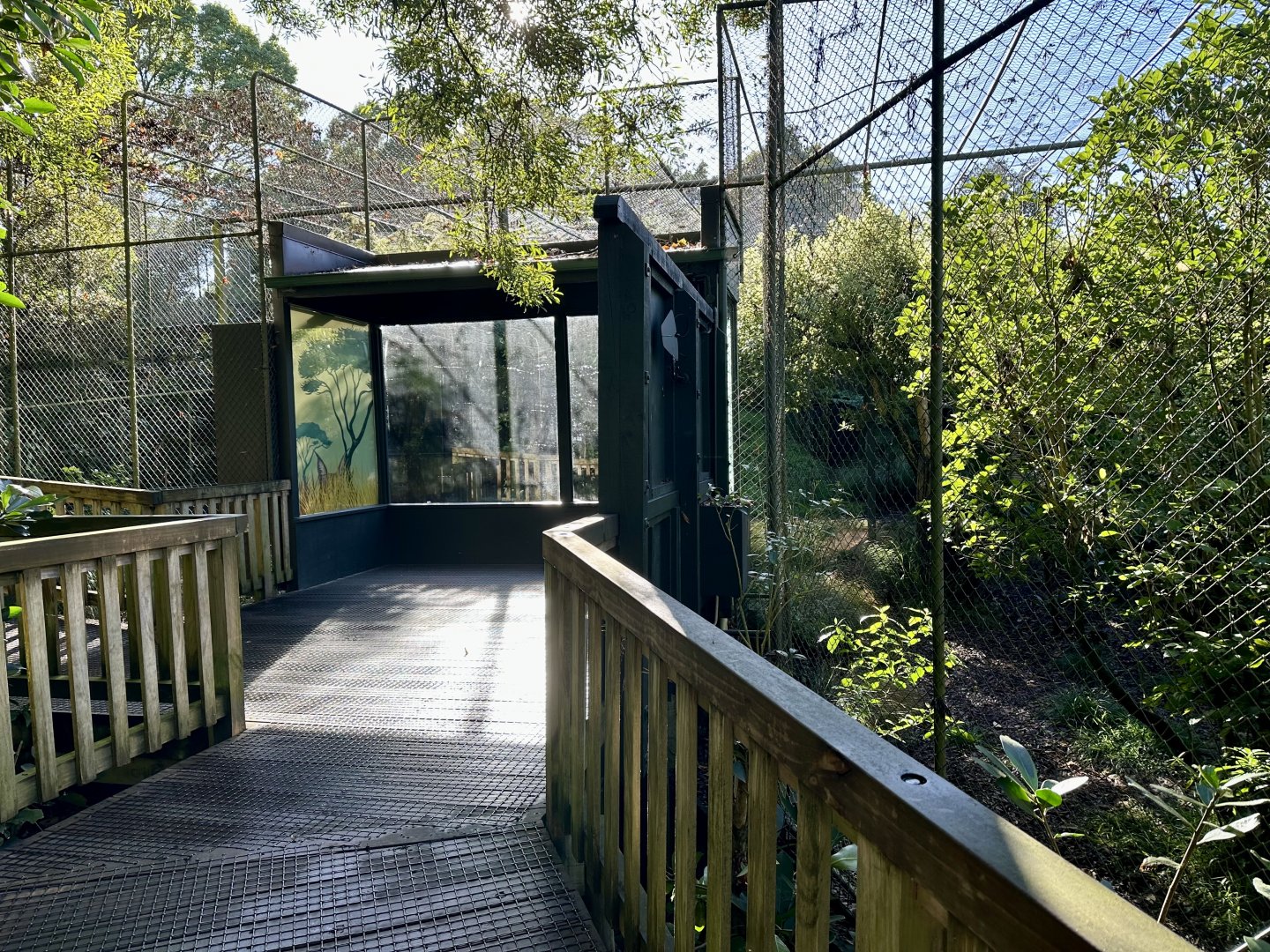 Caracal Exhibit (Now Open)