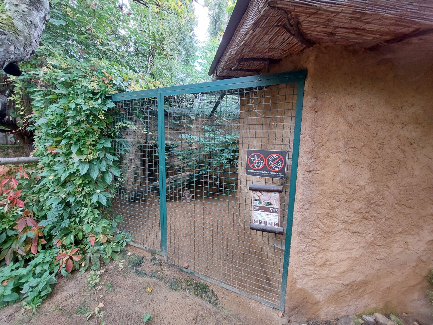 Caracal exhibit - part 1