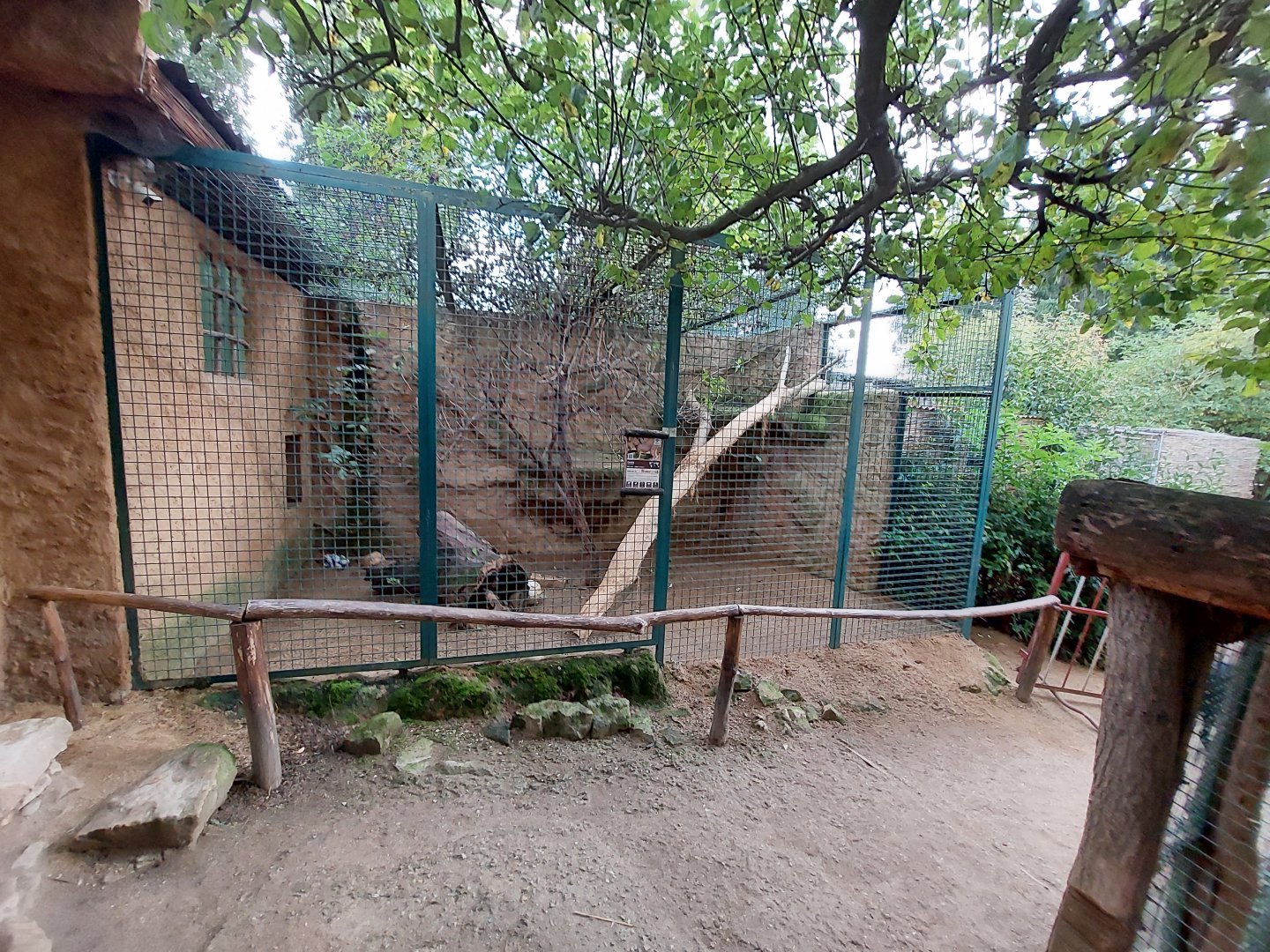 Caracal exhibit - part 2