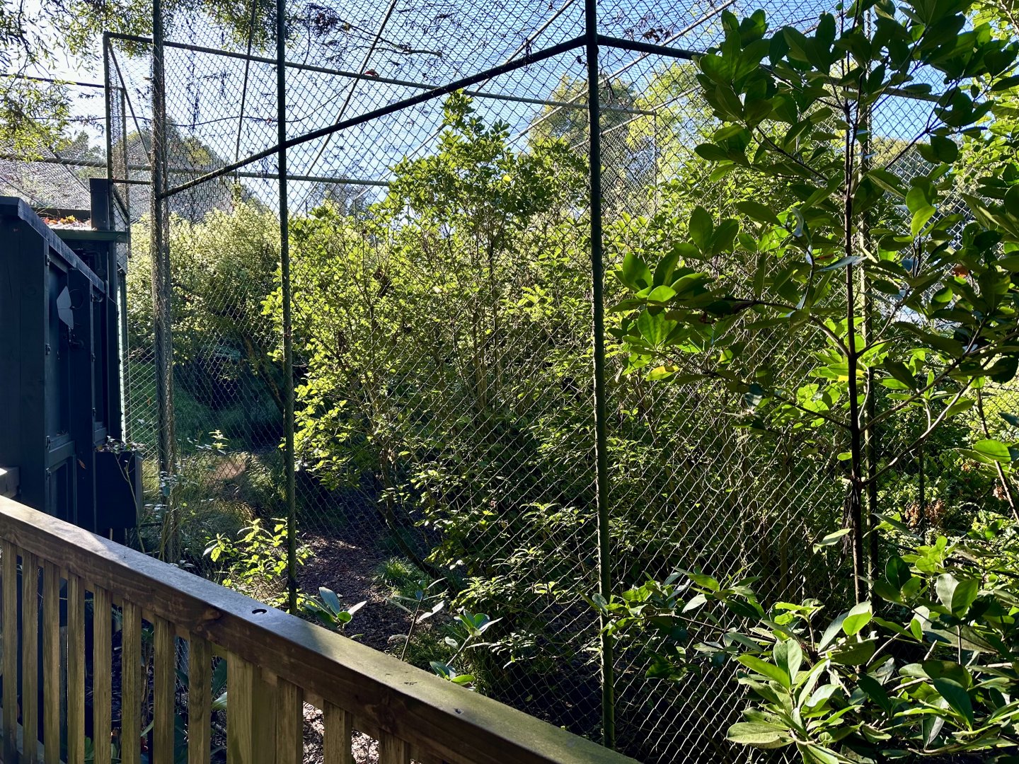 Caracal Exhibit (Right Side)