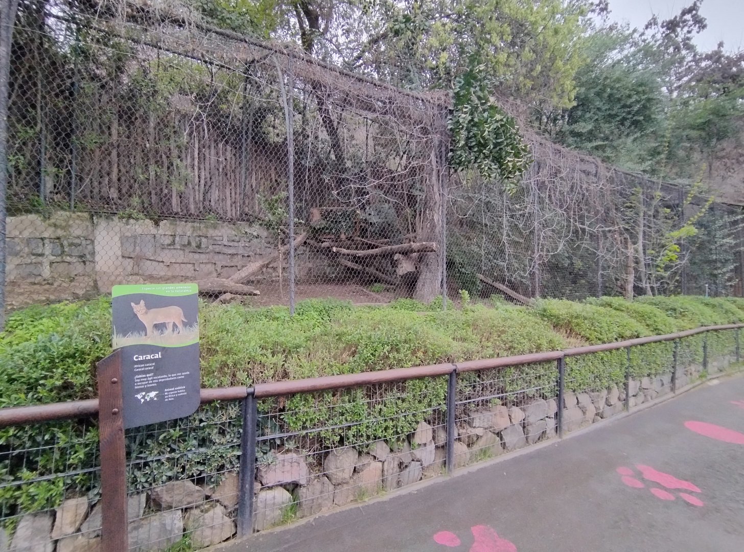 Caracal exhibit - Santiago zoo (Zoologico nacional)