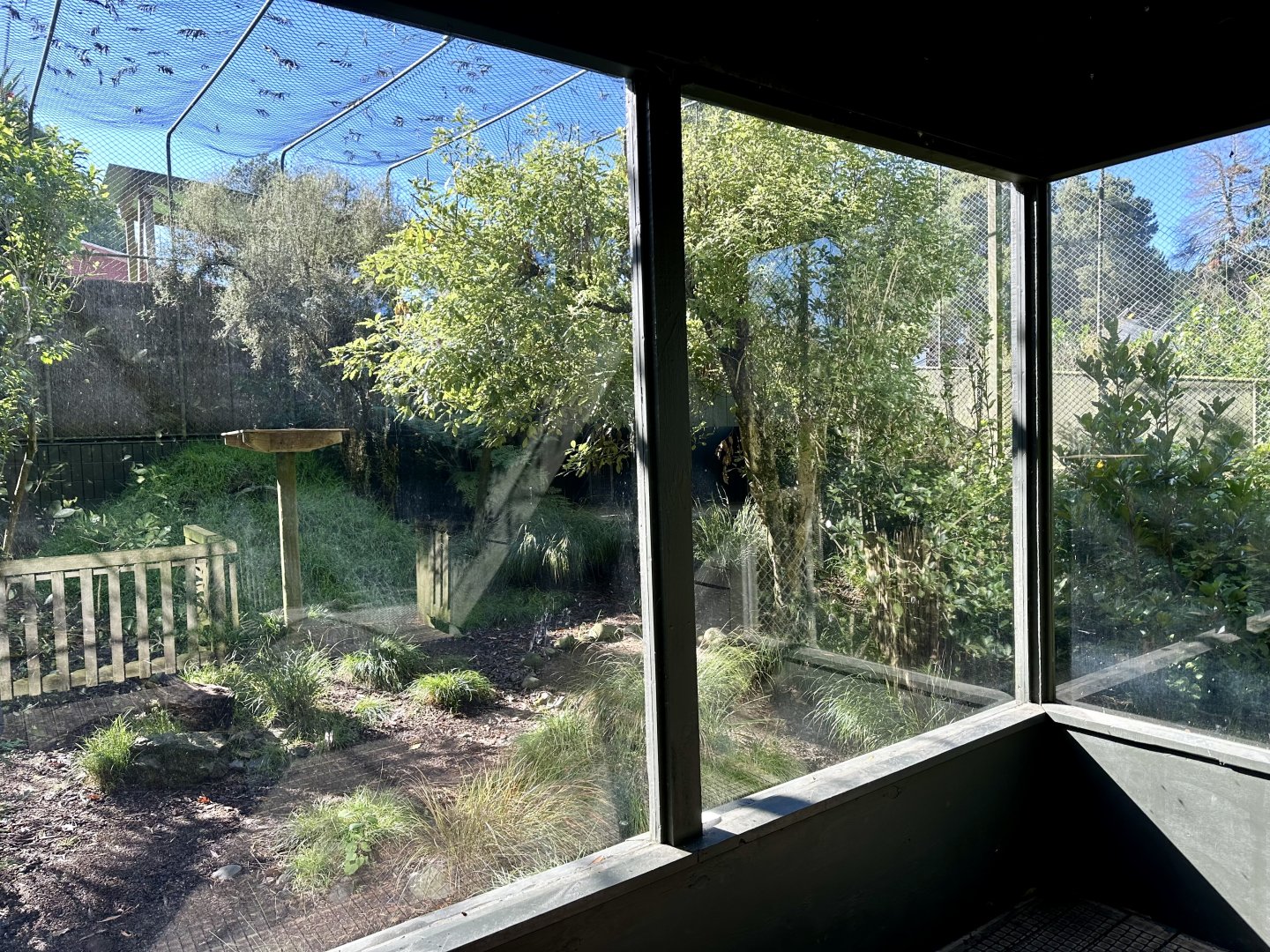 Caracal Exhibit (Viewing Window)