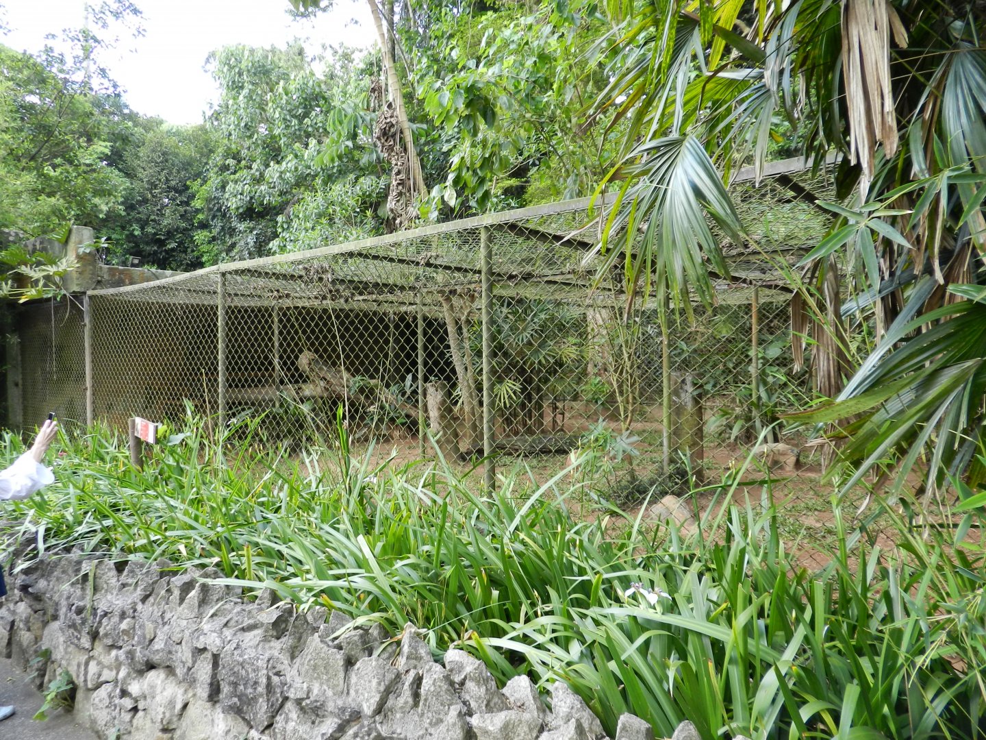 Caracal exhibit - Zoo São Paulo