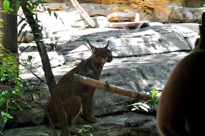 Caracal Exhibit