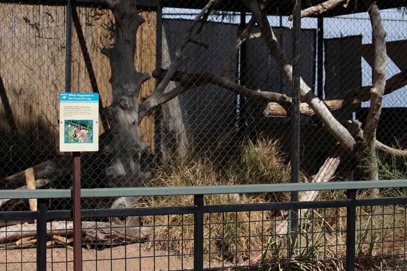 caracal exhibit