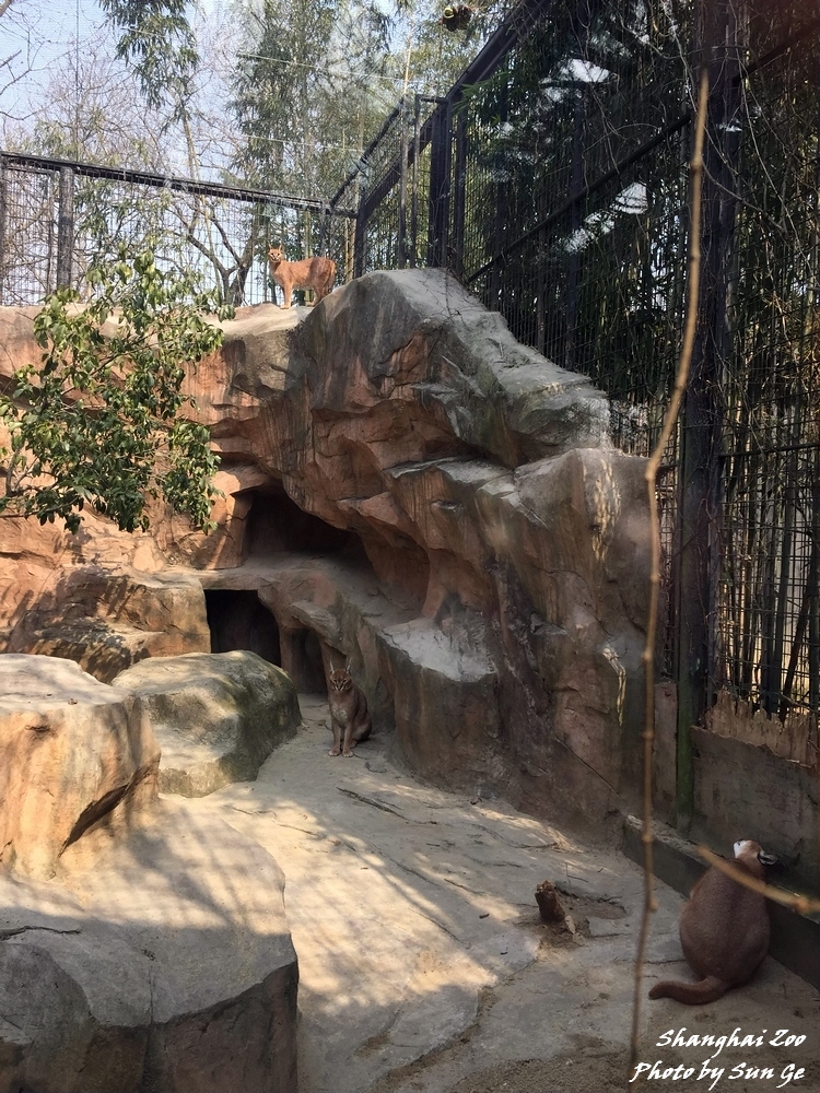 Caracal exhibit