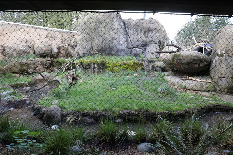 caracal exhibit