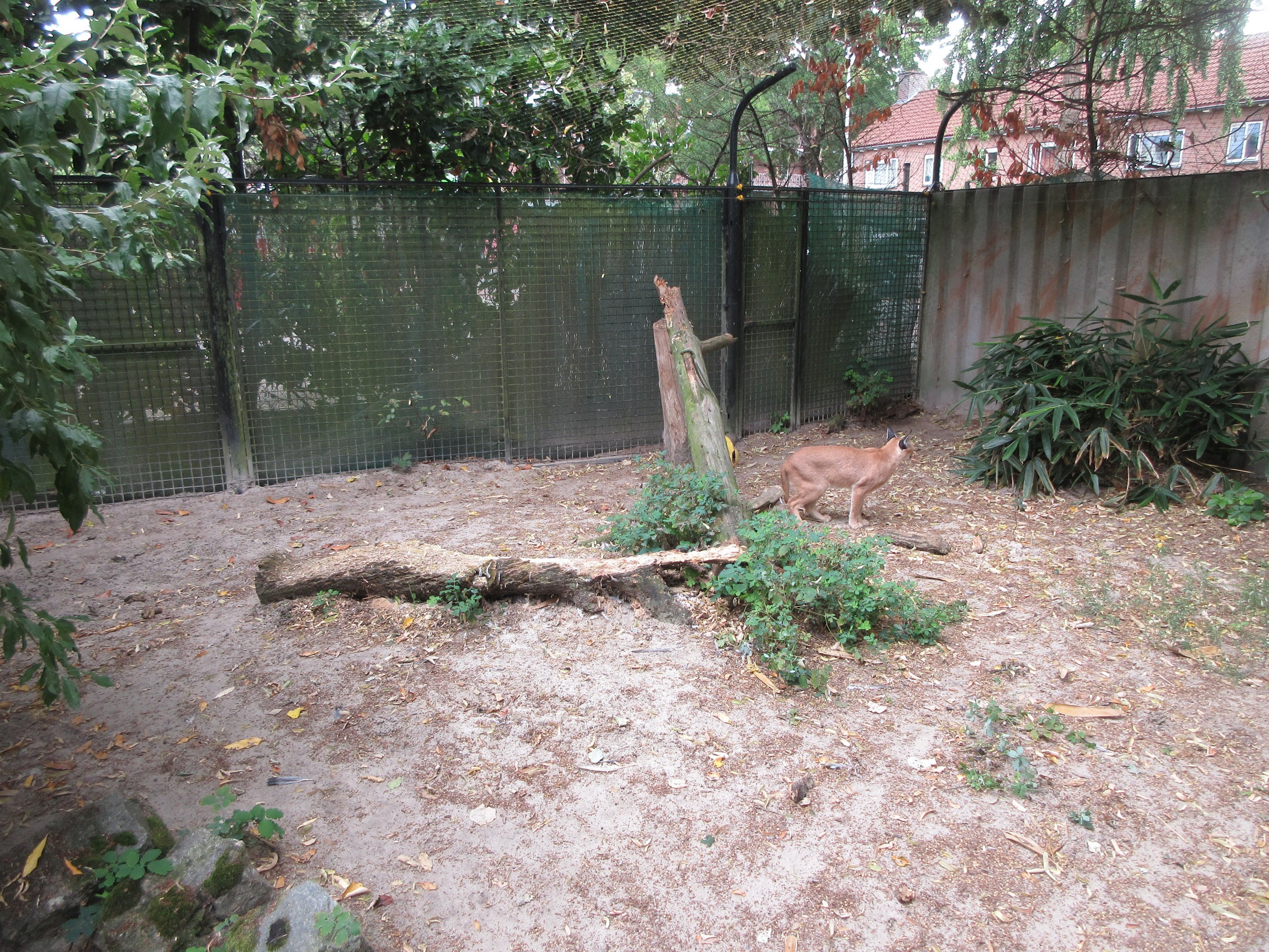 Caracal Exhibit
