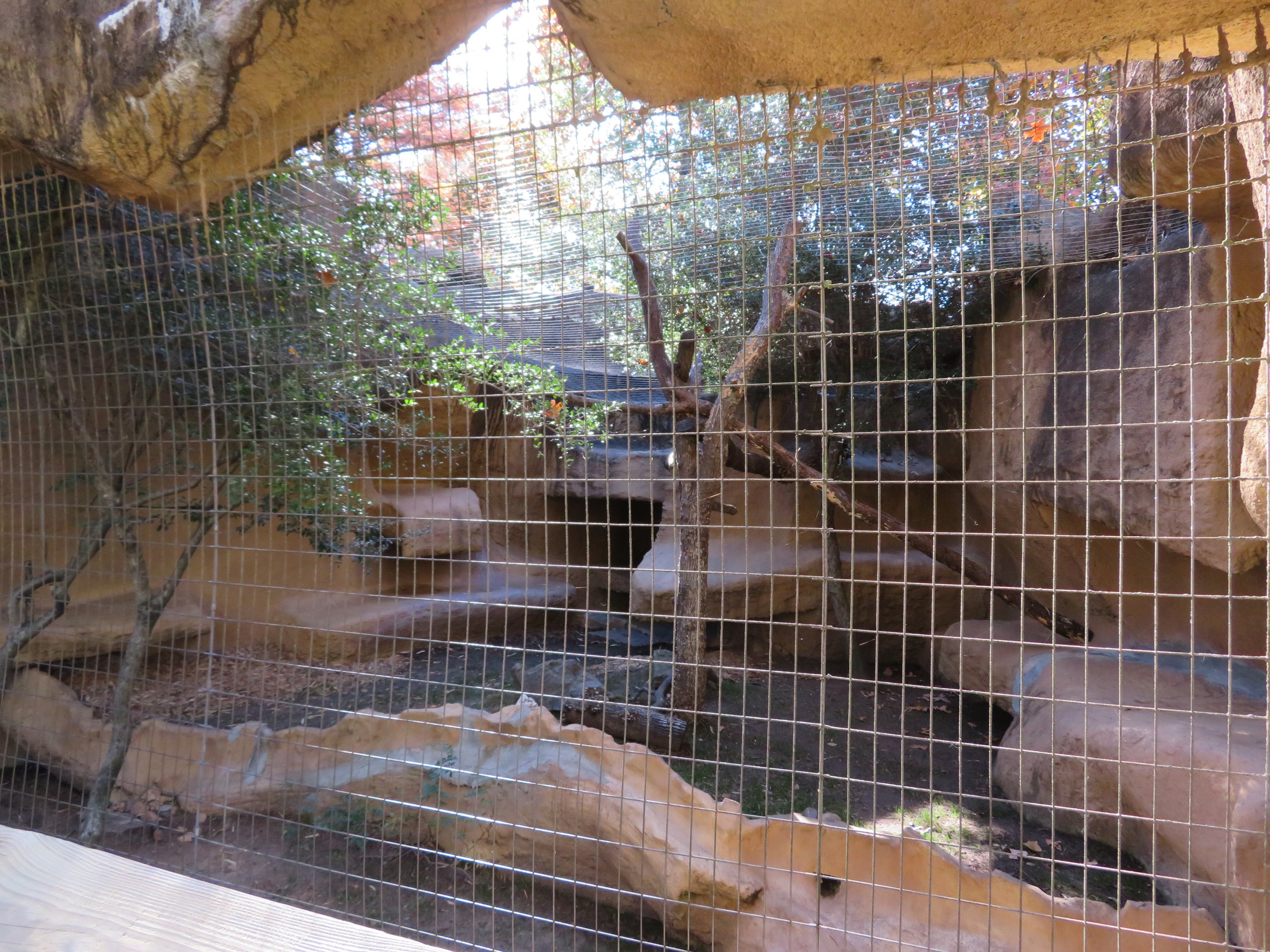 Caracal Exhibit