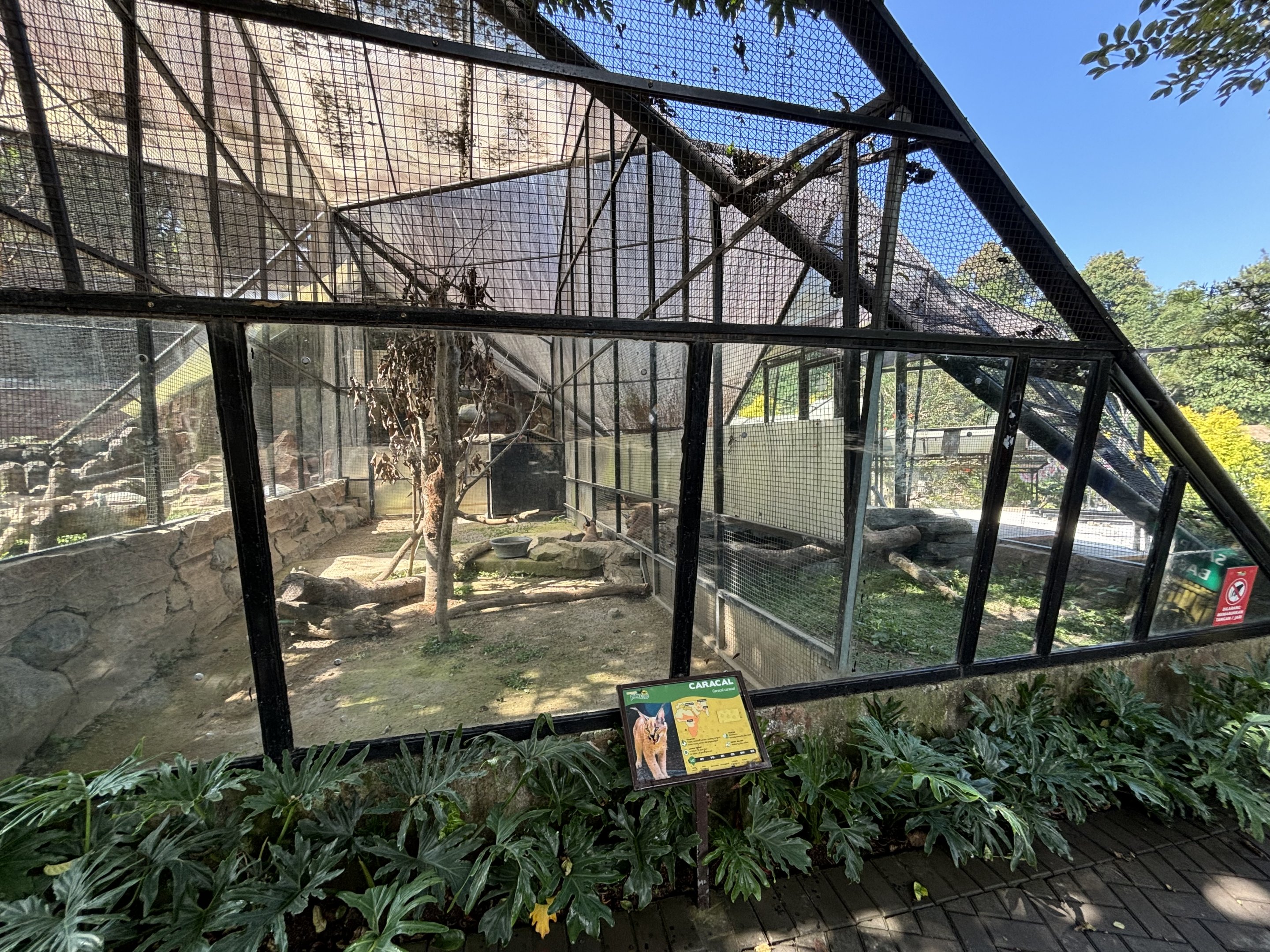 Caracal Exhibit