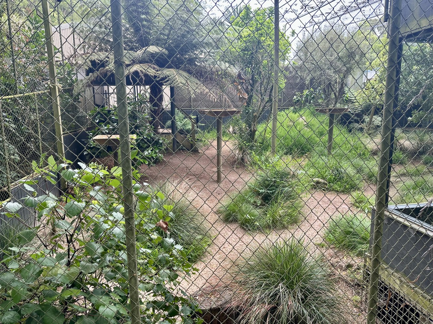 Caracal Exhibit