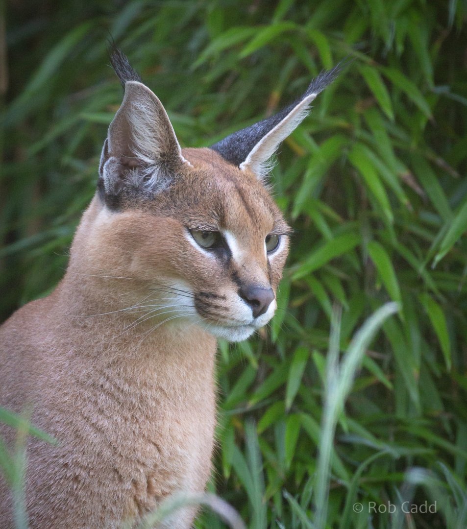 Caracal : Exmoor Zoo : 16 Sep 2020
