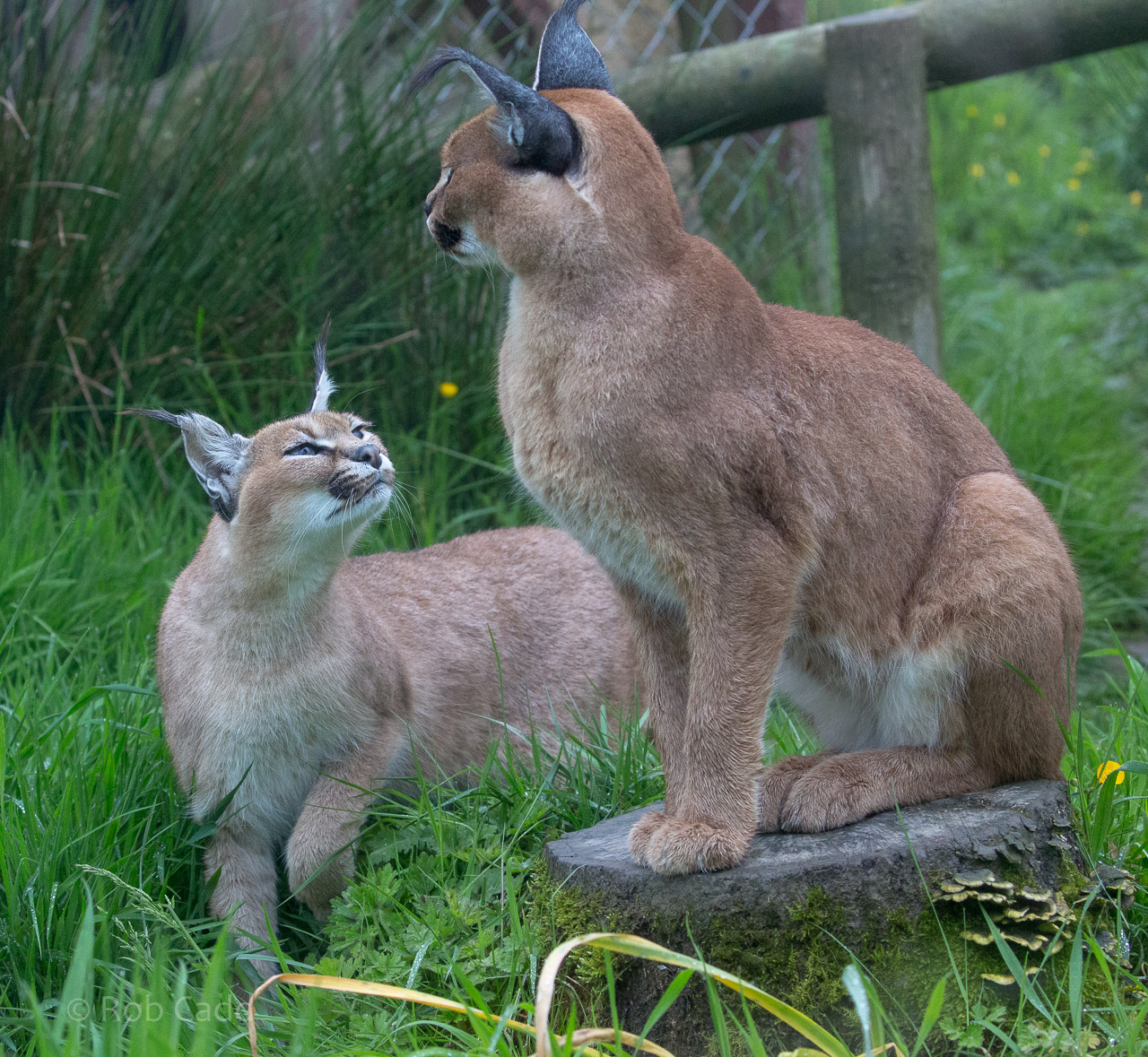 Caracal : Exmoor Zoo : 22 May 2015