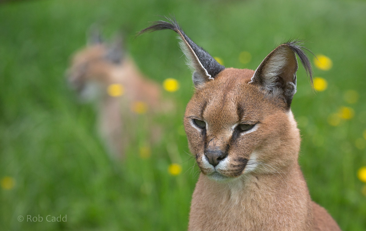 Caracal : Exmoor Zoo : 22 May 2015