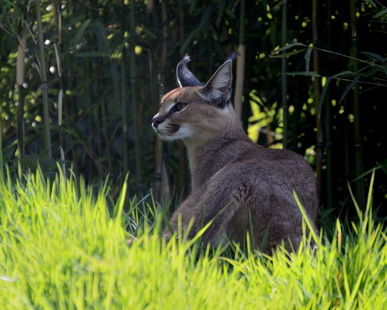 Caracal - Exmoor Zoo May 2019