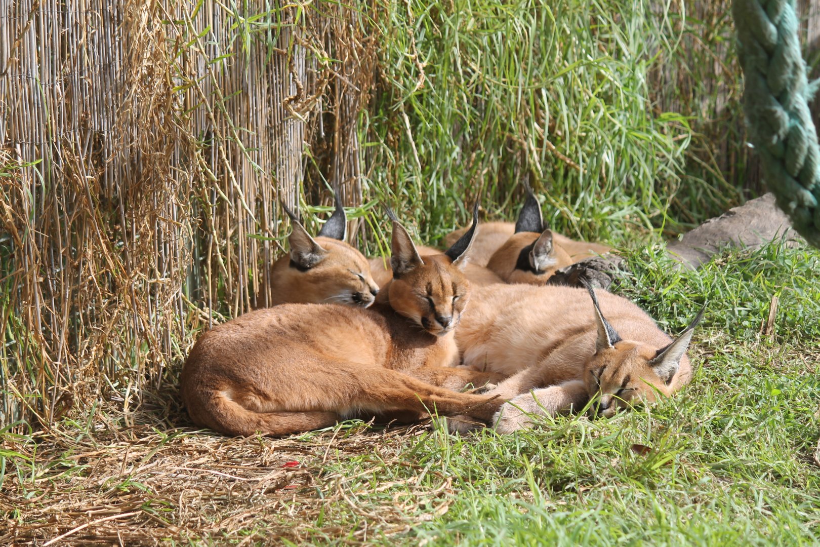 Caracal Family