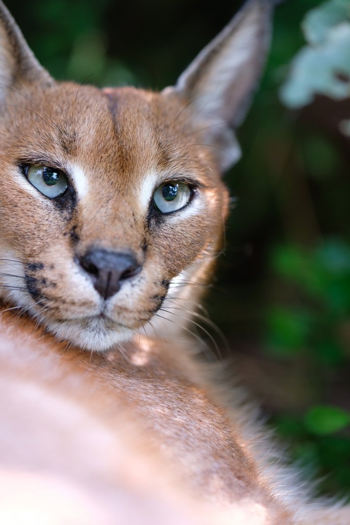 Caracal female