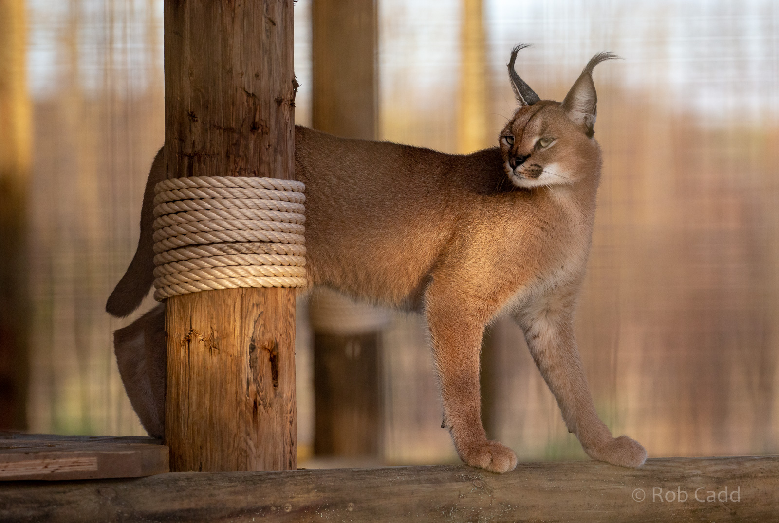 Caracal : Hamerton : 22 Dec 2018