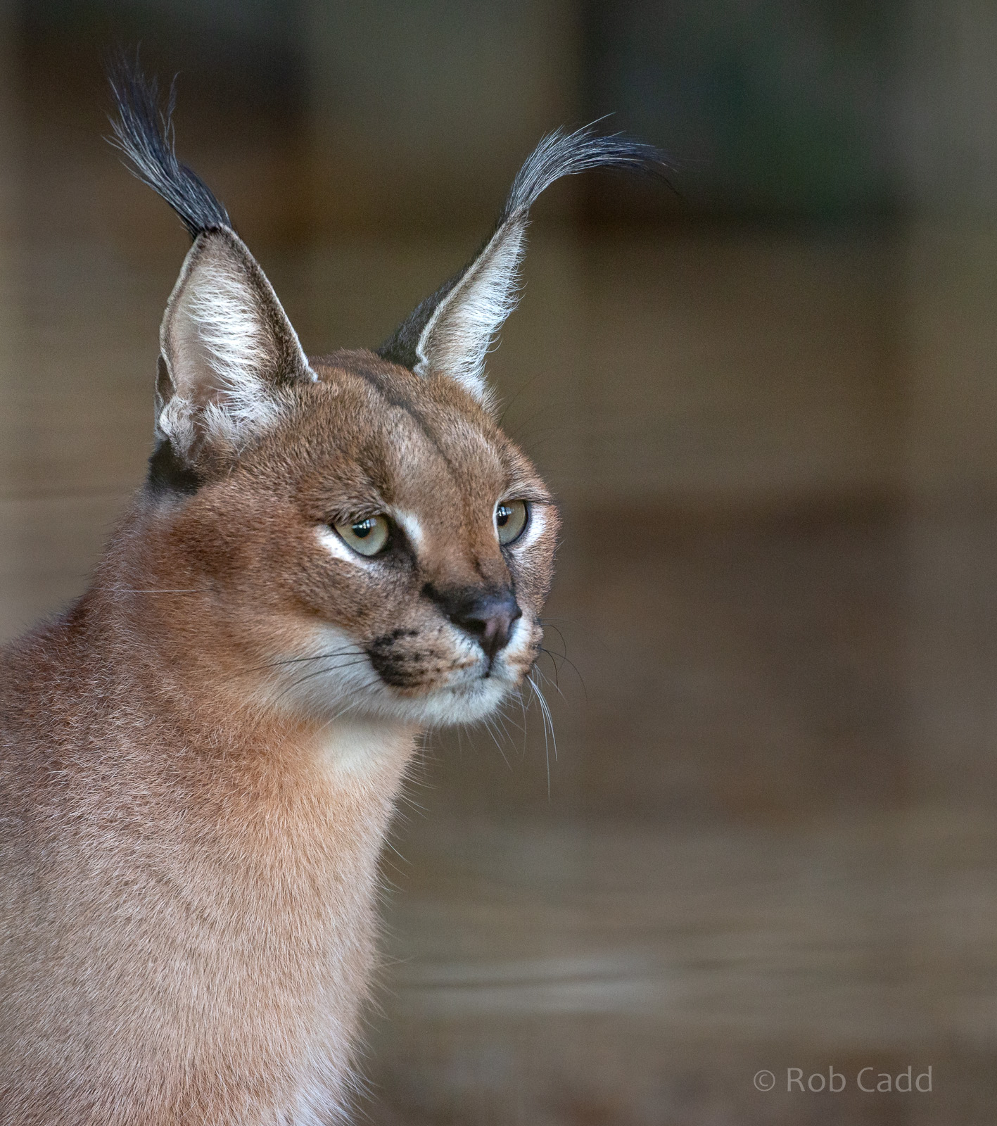 Caracal : Hamerton : 22 Dec 2018