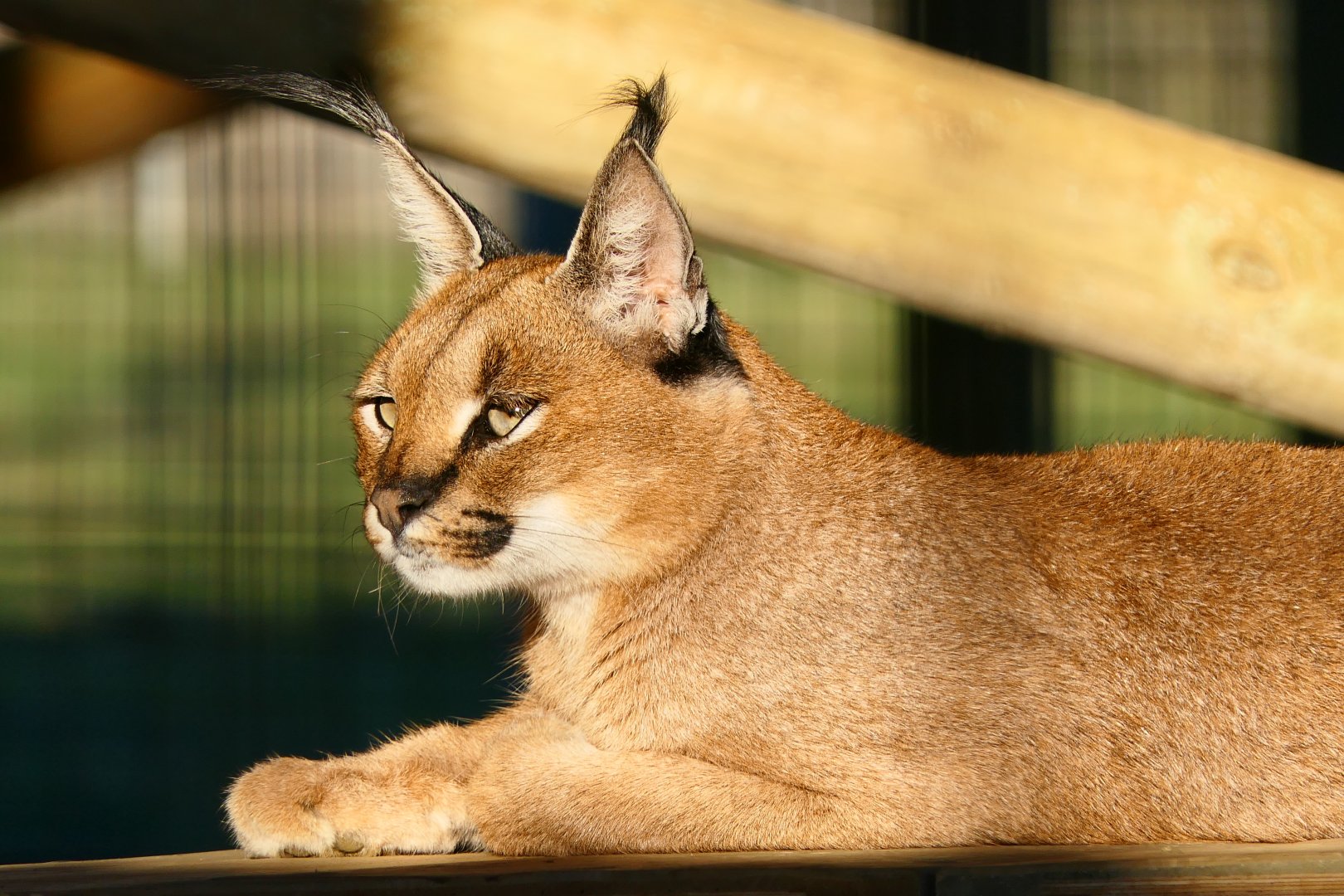 Caracal - Hamerton - 25/2/19