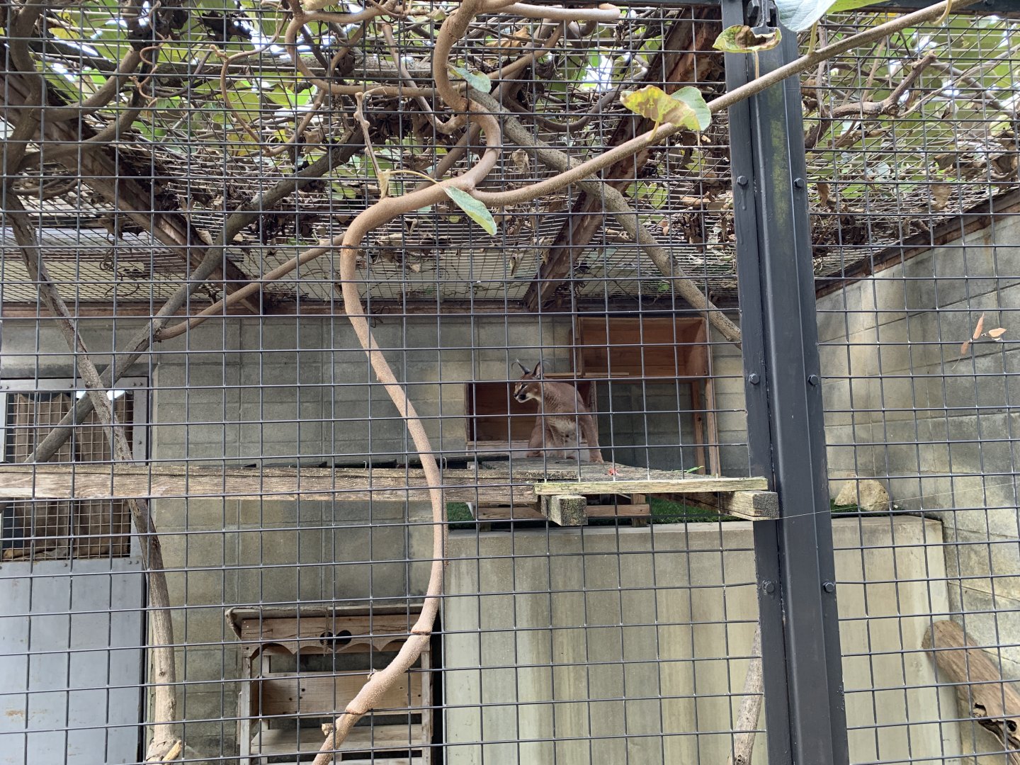 Caracal (Himeji City Zoo)