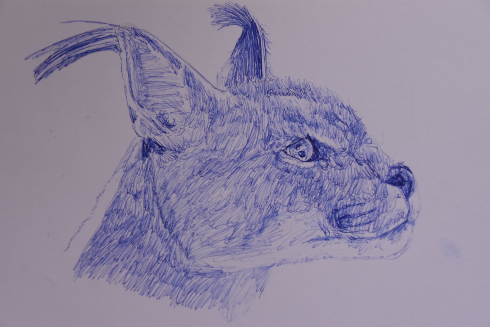 Caracal in ballpoint