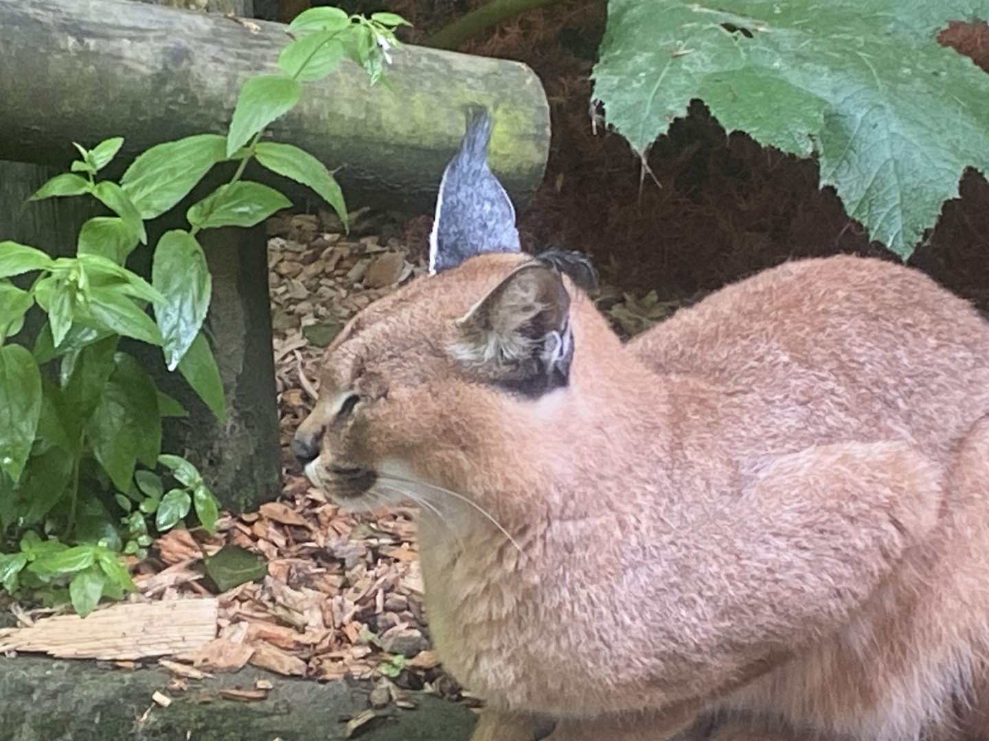 Caracal in former Fishing cat enclosure 050625