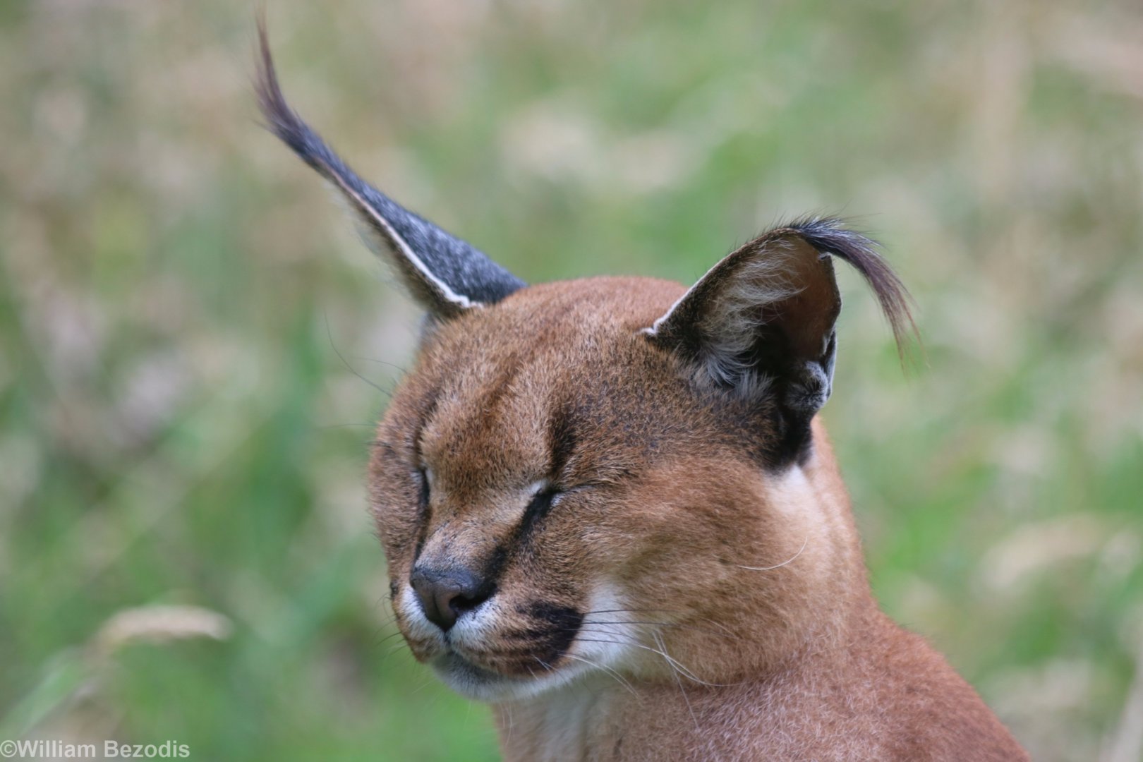 Caracal in the Wind