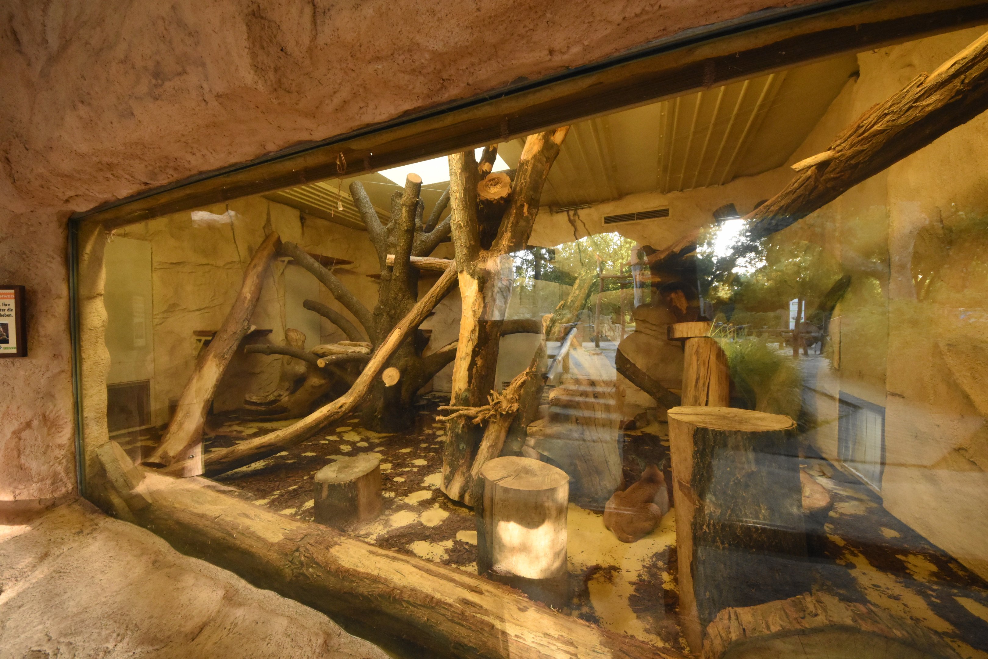 Caracal indoor enclosure