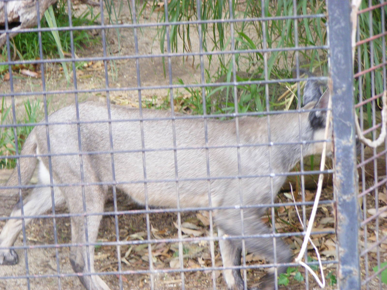 Caracal - January, 2010