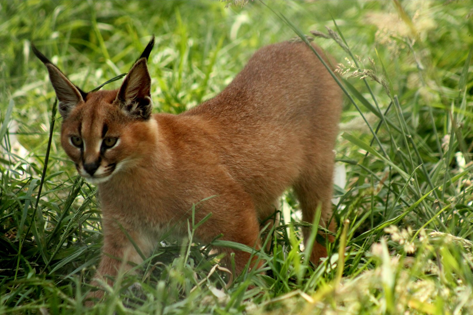 Caracal Kitten - 25th June 2024