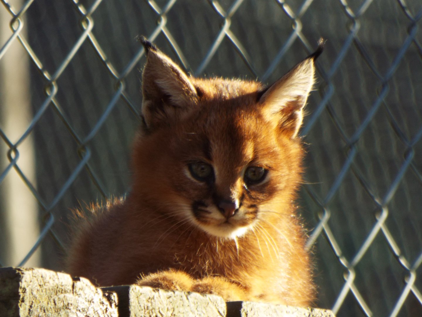 Caracal Kitten, Exmoor Zoo