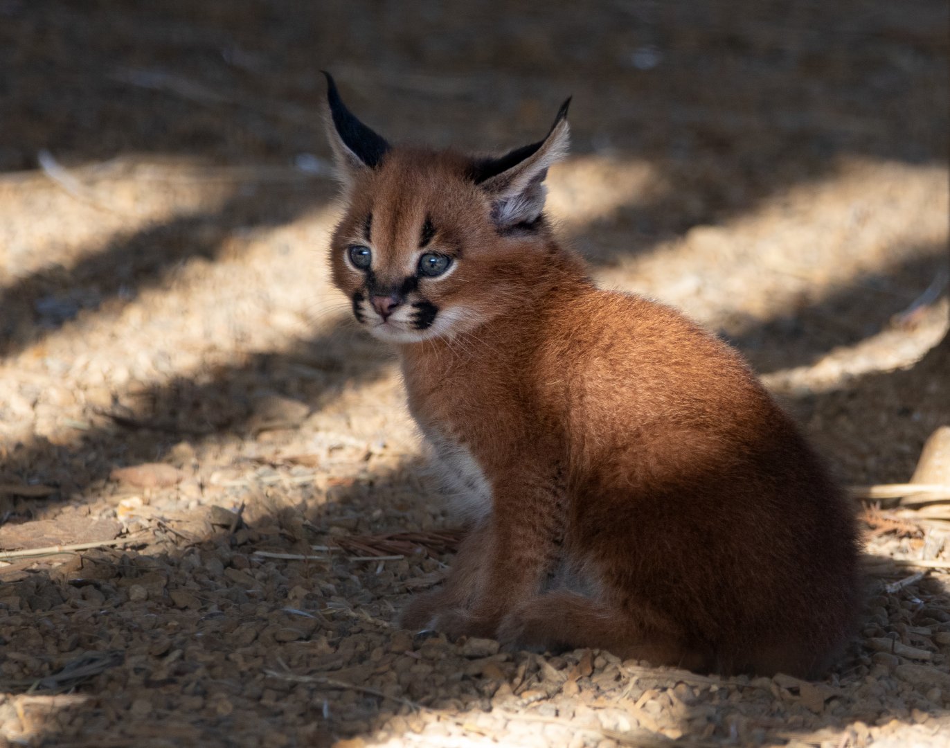Caracal kitten / Hamerton / 13-9-19