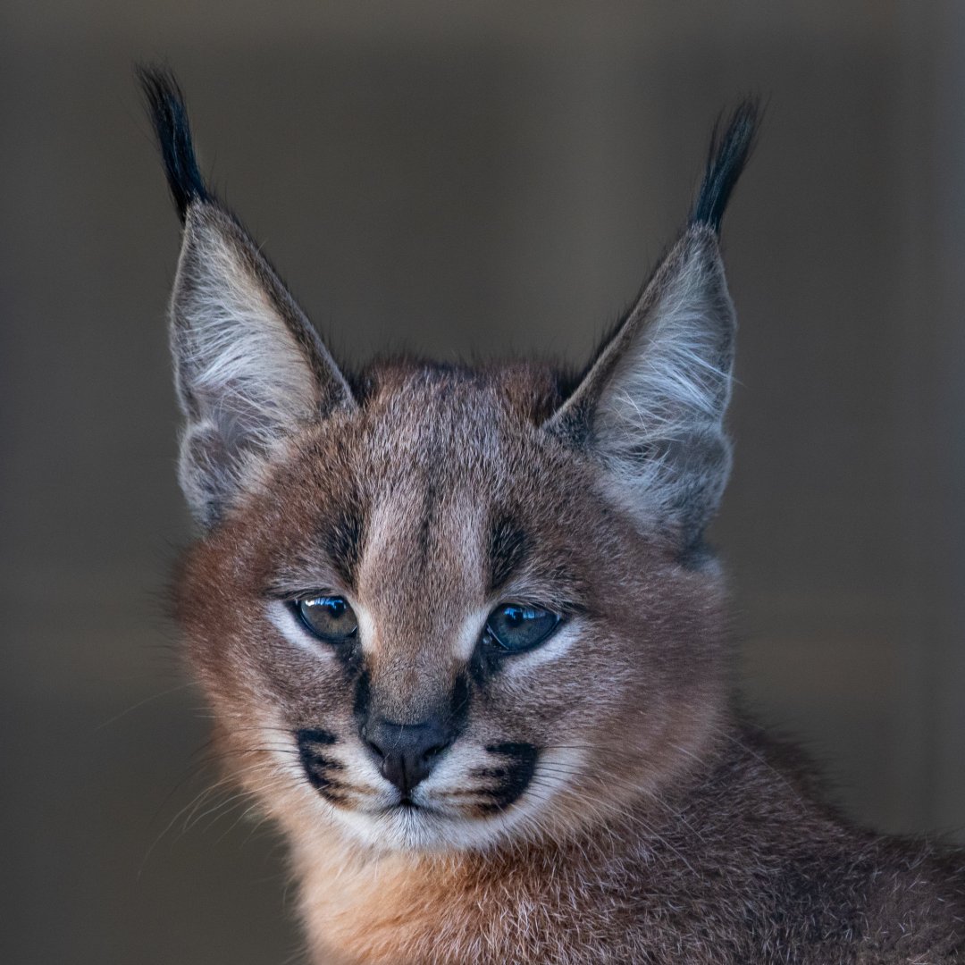 Caracal Kitten / Hamerton / 29-10-19