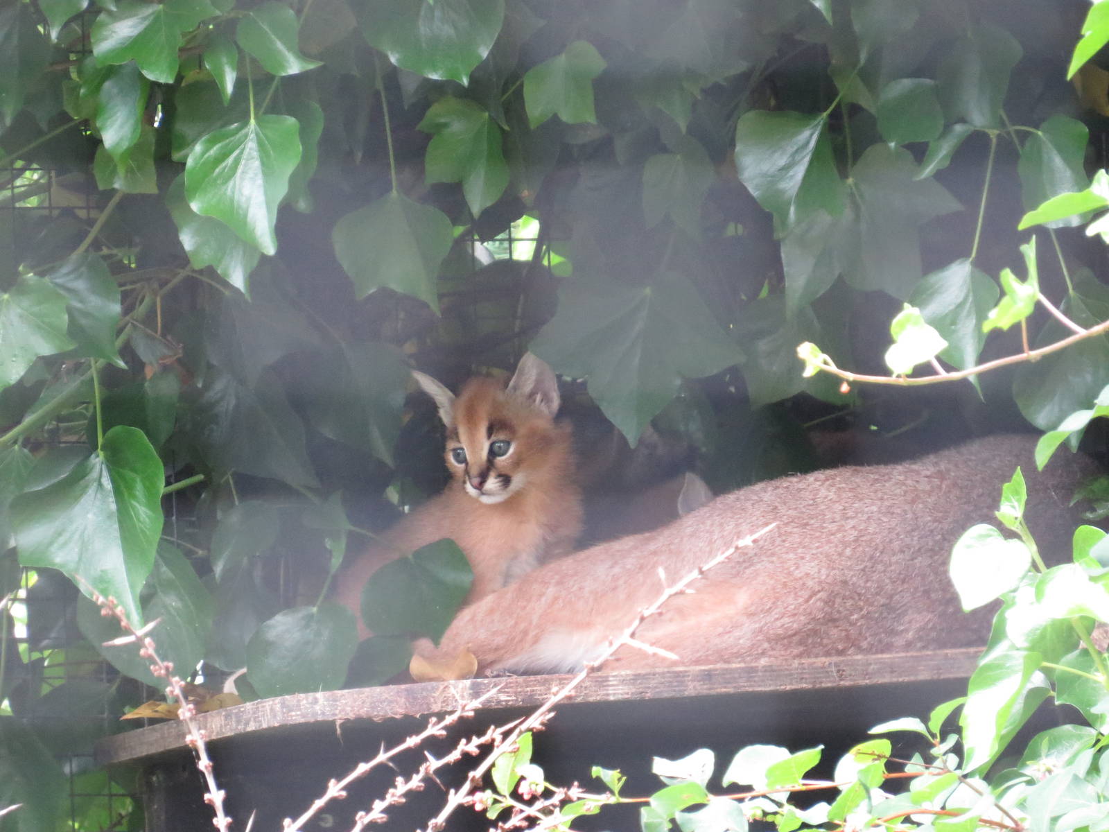 Caracal kitten, June 2015.