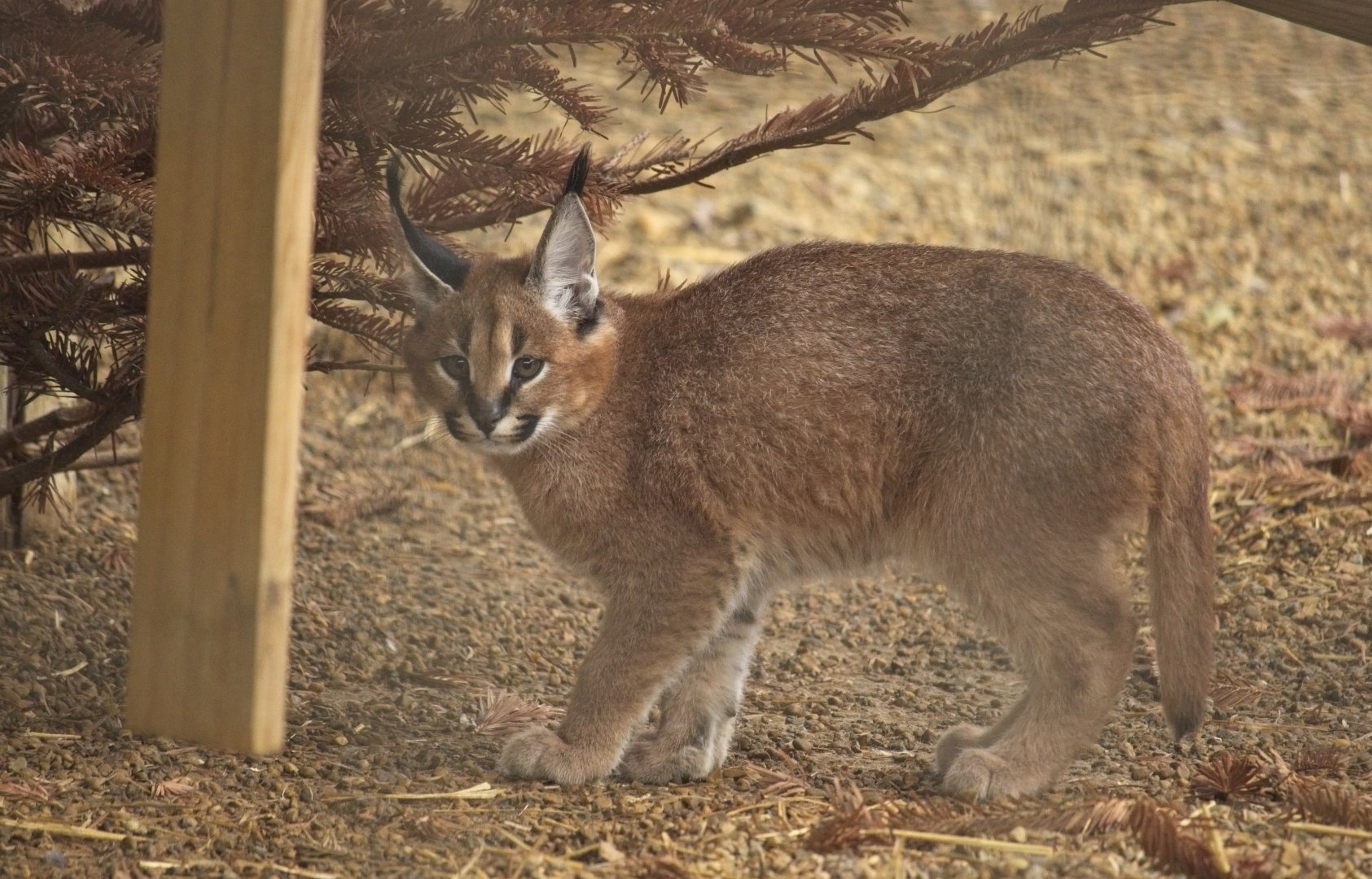Caracal kitten