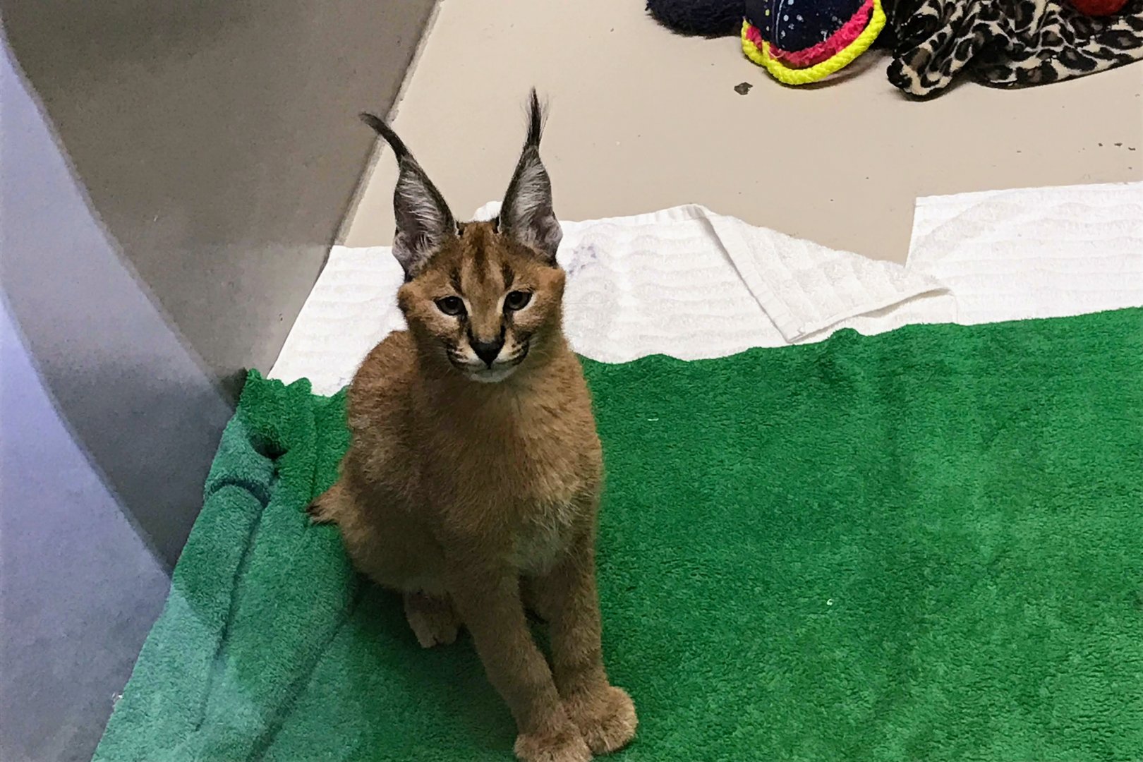 Caracal Kitten