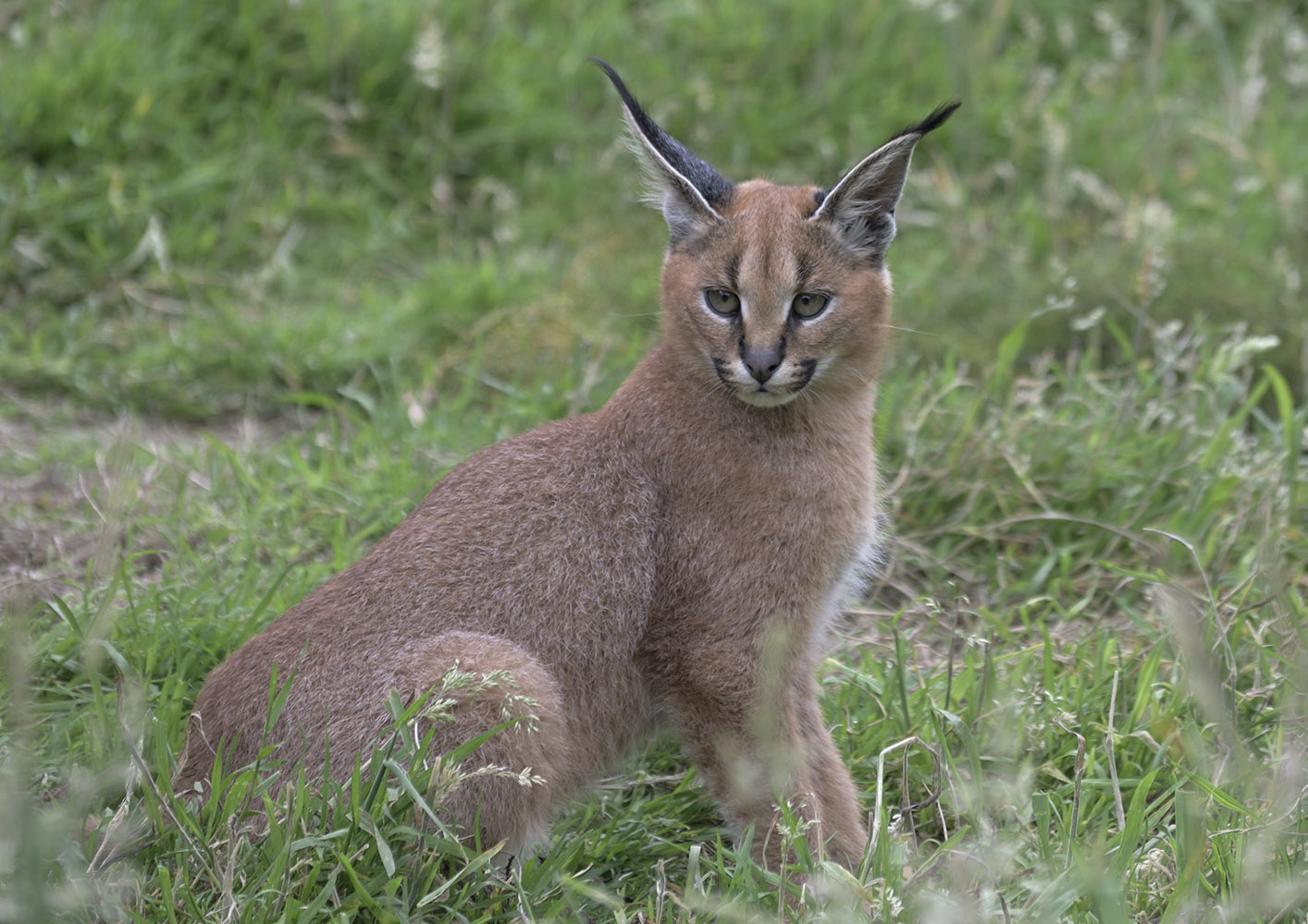 Caracal kitten