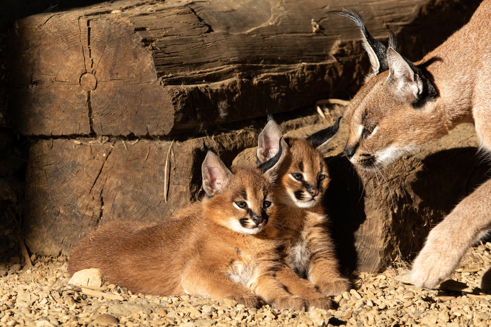 Caracal kittens / Hamerton / 19-9-19