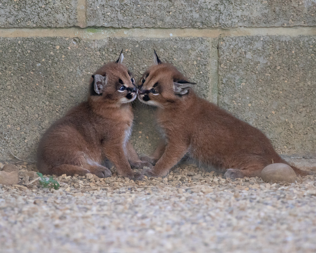 Caracal kittens / Hamerton / 30-8-19