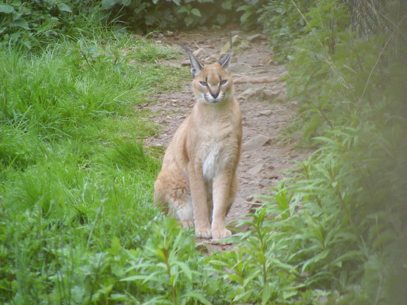 Caracal lynx at Galloway Wildlife Conservation Park, 16 May 2010
