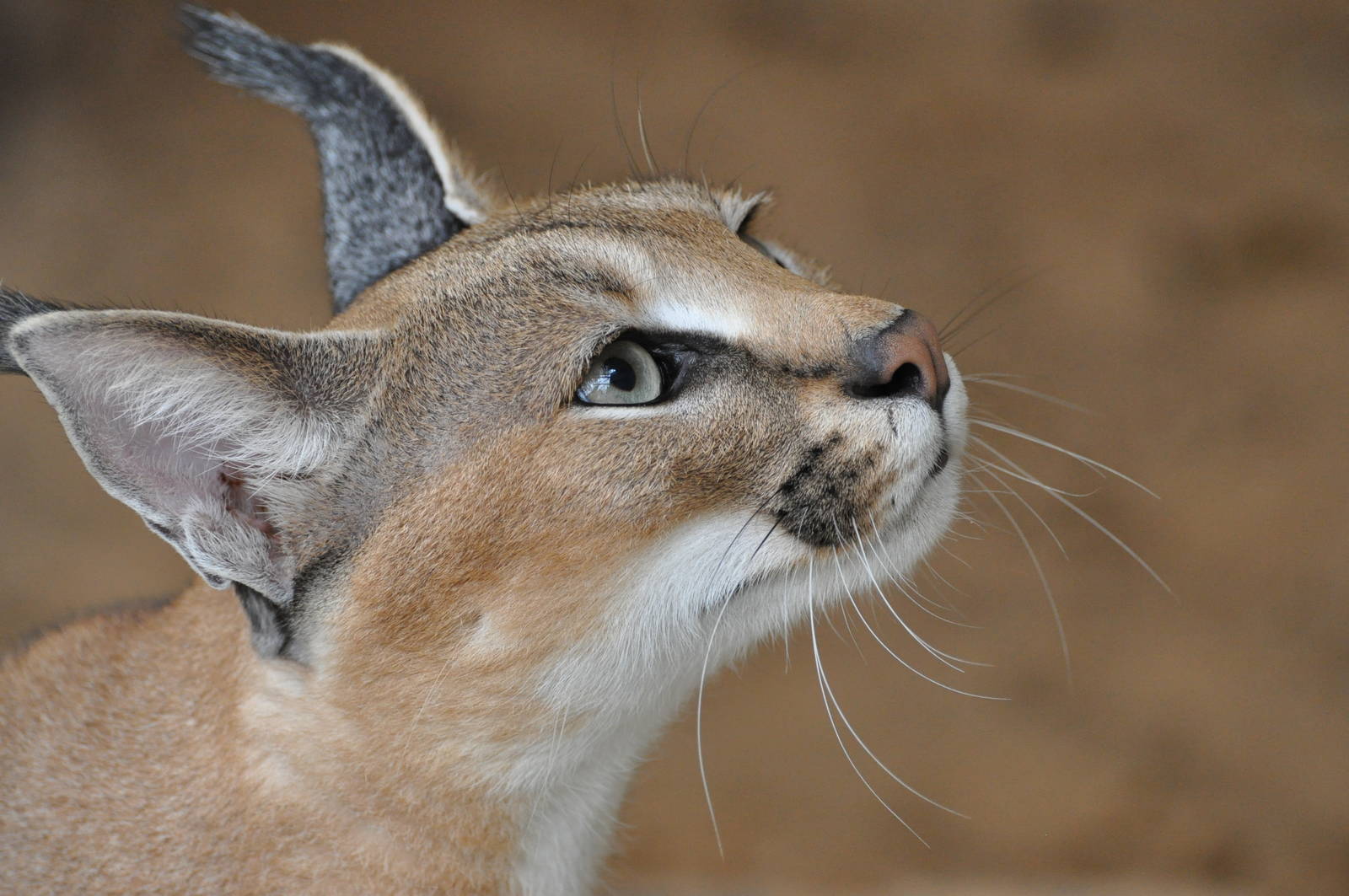 Caracal lynx/ Caracal caracal caracal