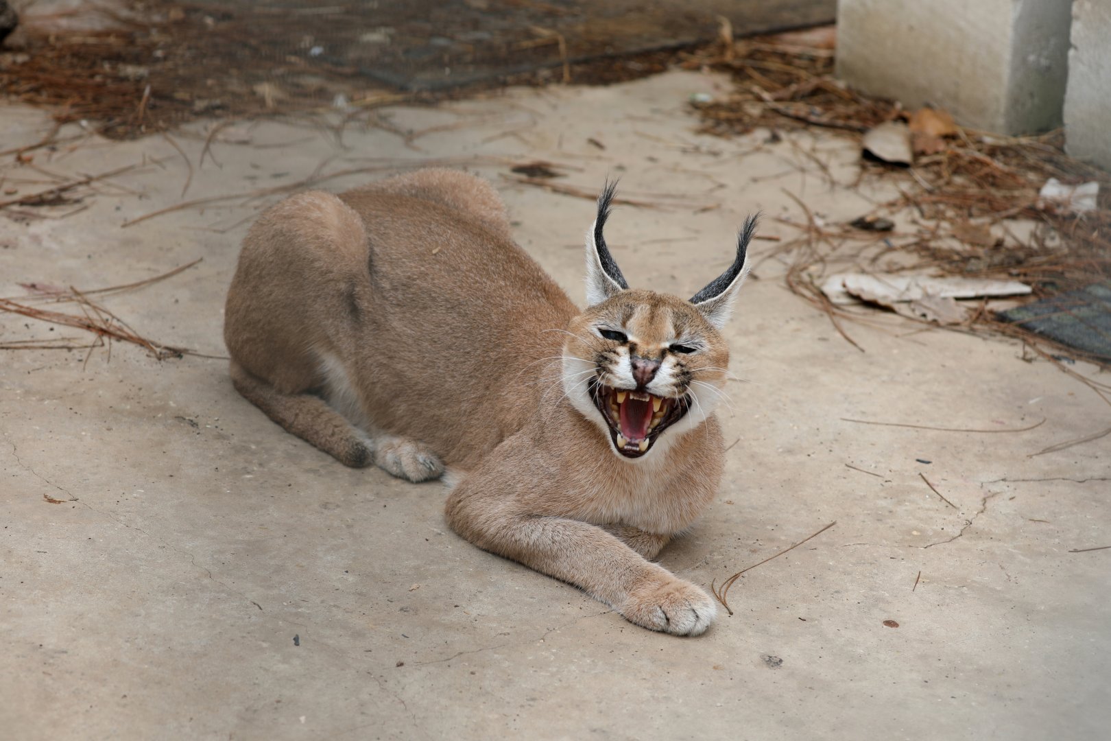 Caracal lynx (Caracal caracal caracal)