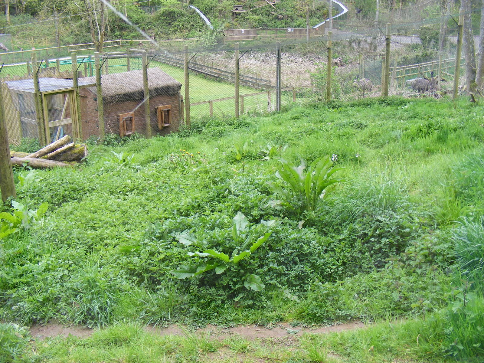Caracal lynx enclosure at Galloway Wildlife Conservation Park, 16 May 2010