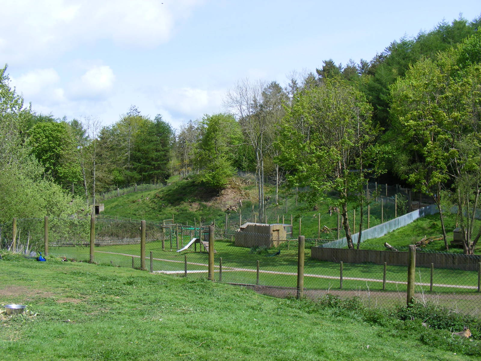 Caracal lynx enclosure at Galloway Wildlife Conservation Park, 16 May 2010