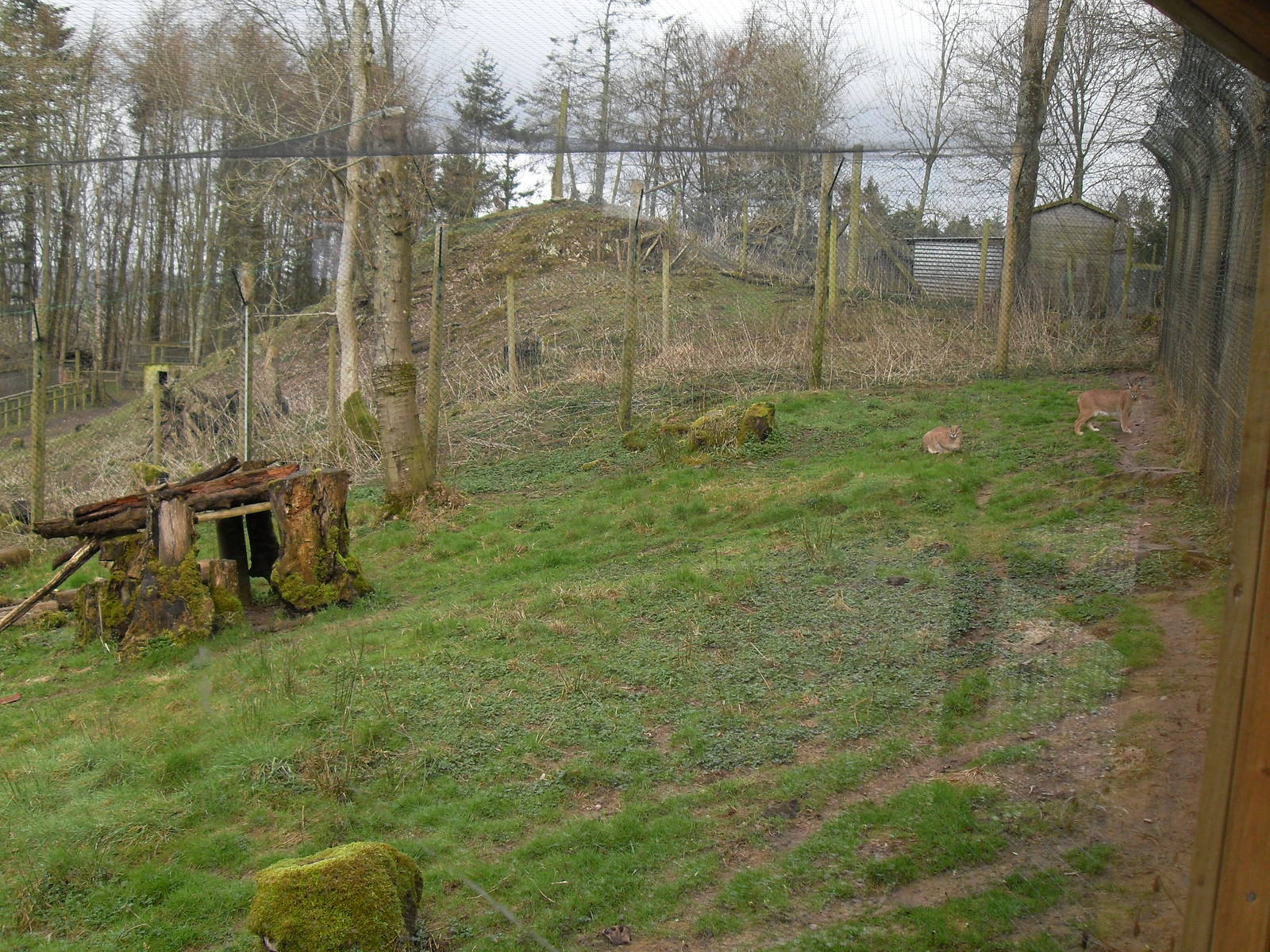 Caracal lynx ensloure