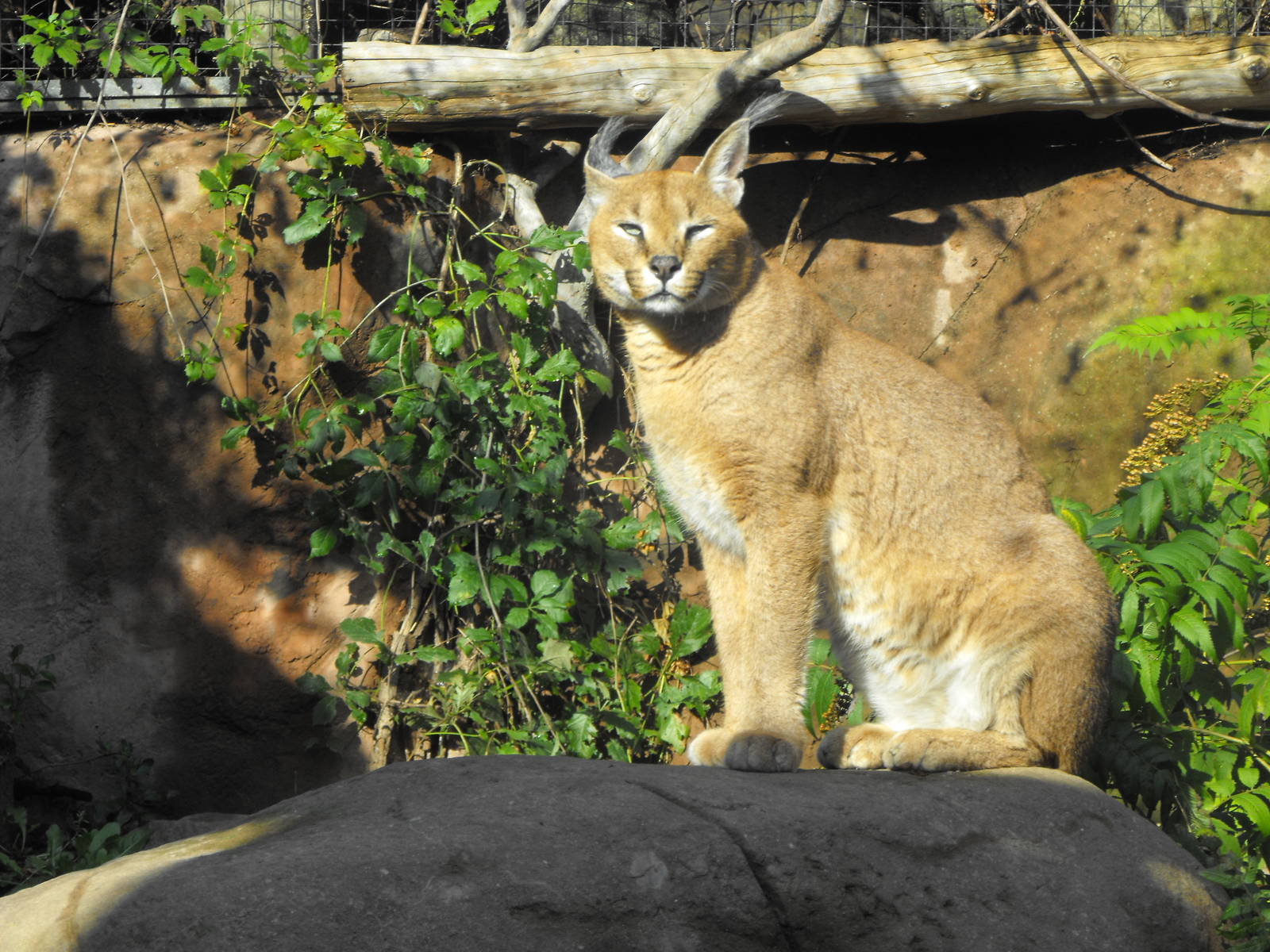 Caracal Lynx - Toronto Zoo