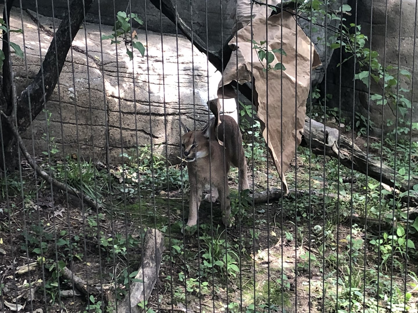 Caracal Marking Territory