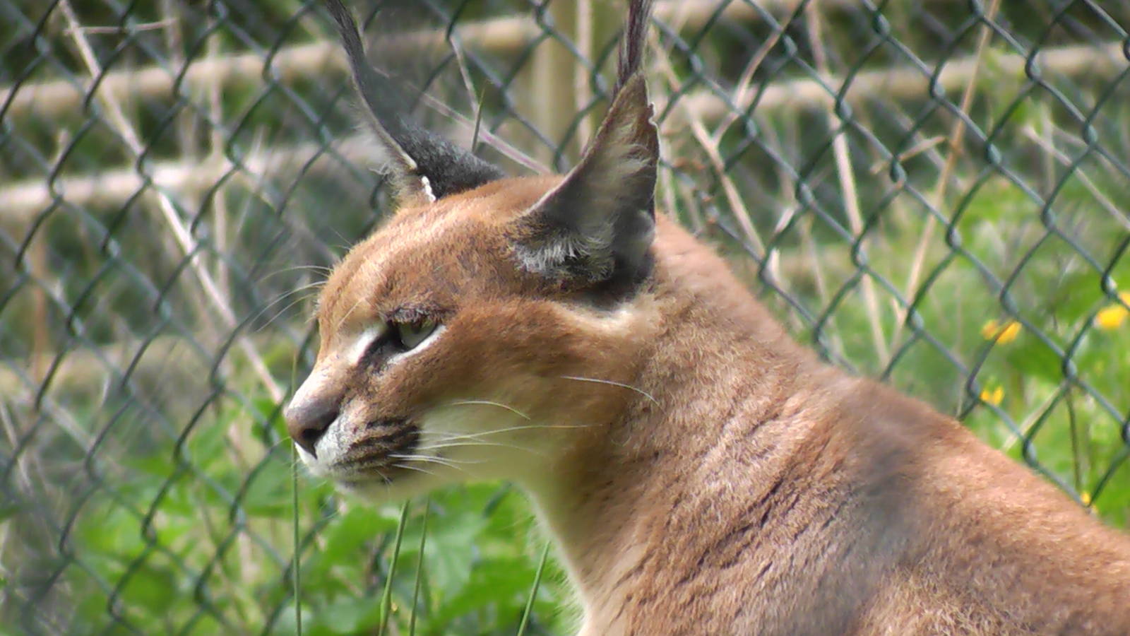 Caracal May 2010